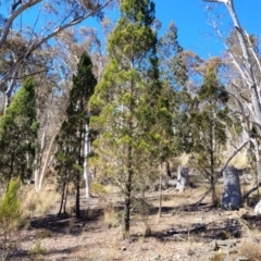 Callitris endlicheri (Black Cypress Pine) at Coornartha Nature Reserve - 7 Sep 2023 by trevorpreston