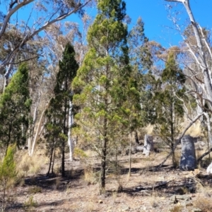 Callitris endlicheri at Glen Fergus, NSW - 7 Sep 2023 11:59 AM