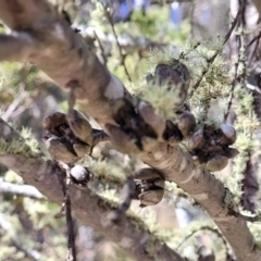 Callitris endlicheri at Glen Fergus, NSW - 7 Sep 2023 11:59 AM