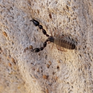 Pseudoscorpiones (order) at Glen Fergus, NSW - 7 Sep 2023