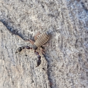 Pseudoscorpiones sp. (order) at Glen Fergus, NSW - 7 Sep 2023