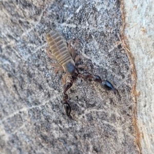 Pseudoscorpiones (order) at Glen Fergus, NSW - 7 Sep 2023