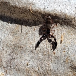 Pseudoscorpiones sp. (order) at Glen Fergus, NSW - 7 Sep 2023