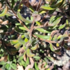 Persoonia rigida (Hairy Geebung) at Coornartha Nature Reserve - 7 Sep 2023 by trevorpreston
