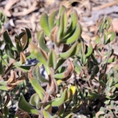 Persoonia rigida at Glen Fergus, NSW - 7 Sep 2023