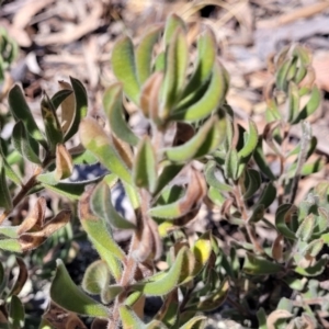 Persoonia rigida at Glen Fergus, NSW - 7 Sep 2023