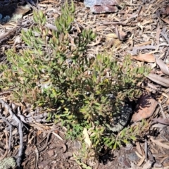 Persoonia rigida at Glen Fergus, NSW - 7 Sep 2023