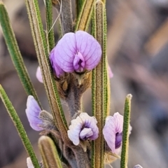 Hovea asperifolia subsp. asperifolia (Rosemary Hovea) at Coornartha Nature Reserve - 7 Sep 2023 by trevorpreston