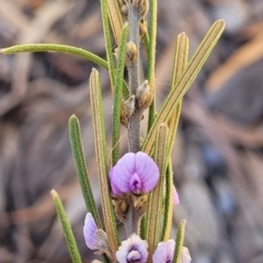 Hovea asperifolia subsp. asperifolia at Glen Fergus, NSW - 7 Sep 2023