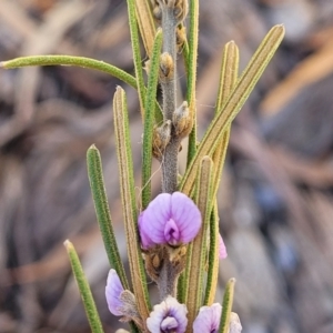 Hovea asperifolia subsp. asperifolia at Glen Fergus, NSW - 7 Sep 2023 11:51 AM