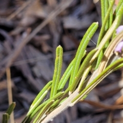 Hovea asperifolia subsp. asperifolia at Glen Fergus, NSW - 7 Sep 2023