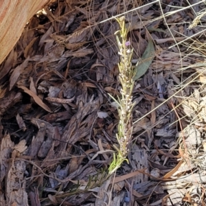 Hovea asperifolia subsp. asperifolia at Glen Fergus, NSW - 7 Sep 2023 11:51 AM