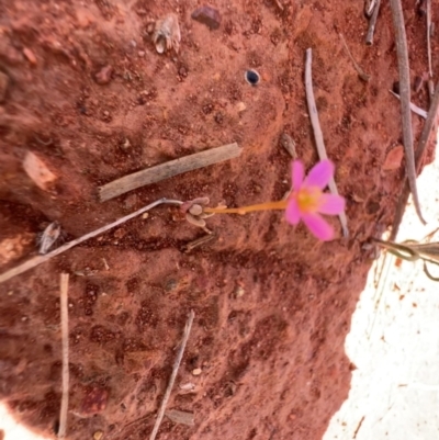 Calandrinia sp. (A Purslane) at Gunderbooka, NSW - 28 Aug 2023 by SimoneC