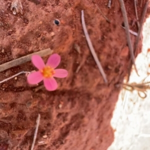 Calandrinia sp. at Gunderbooka, NSW - 28 Aug 2023 11:58 AM