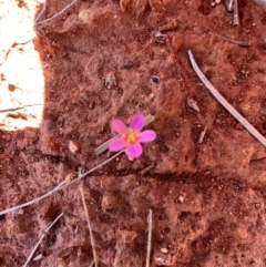 Calandrinia sp. at Gunderbooka, NSW - 28 Aug 2023 11:58 AM