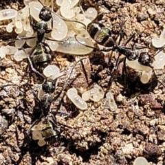 Camponotus aeneopilosus (A Golden-tailed sugar ant) at Glen Fergus, NSW - 7 Sep 2023 by trevorpreston