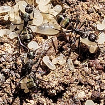 Camponotus aeneopilosus (A Golden-tailed sugar ant) at Glen Fergus, NSW - 7 Sep 2023 by trevorpreston