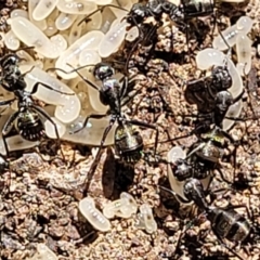 Camponotus sp. (genus) at Glen Fergus, NSW - 7 Sep 2023