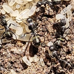 Camponotus aeneopilosus at Glen Fergus, NSW - 7 Sep 2023 11:48 AM