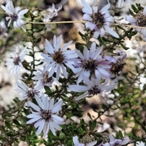 Olearia iodochroa at Glen Fergus, NSW - 7 Sep 2023