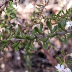 Olearia iodochroa at Glen Fergus, NSW - 7 Sep 2023