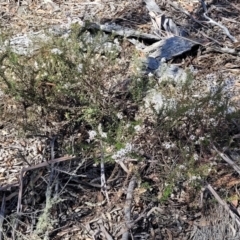 Olearia iodochroa at Glen Fergus, NSW - 7 Sep 2023