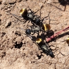 Polyrhachis ammon (Golden-spined Ant, Golden Ant) at Coornartha Nature Reserve - 7 Sep 2023 by trevorpreston