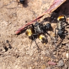 Polyrhachis ammon at Glen Fergus, NSW - 7 Sep 2023