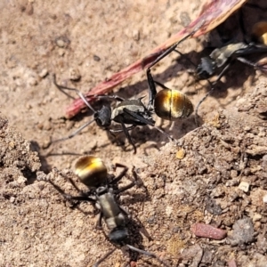 Polyrhachis ammon at Glen Fergus, NSW - 7 Sep 2023