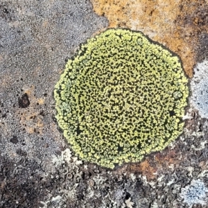 Rhizocarpon geographicum at Glen Fergus, NSW - 7 Sep 2023