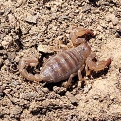 Urodacus manicatus (Black Rock Scorpion) at Glen Fergus, NSW - 7 Sep 2023 by trevorpreston