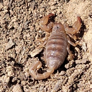 Urodacus manicatus at Glen Fergus, NSW - 7 Sep 2023