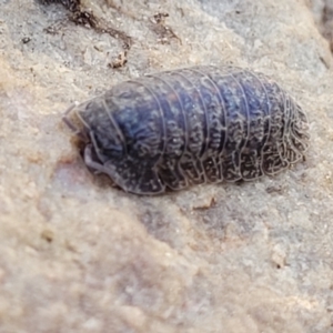 Armadillidae (family) at Glen Fergus, NSW - 7 Sep 2023 11:42 AM