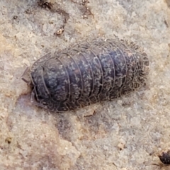 Armadillidae (family) at Glen Fergus, NSW - 7 Sep 2023 11:42 AM