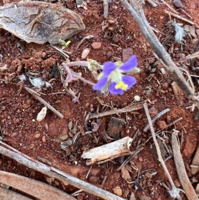 Erodium carolinianum  at Gundabooka National Park - 27 Aug 2023 by SimoneC