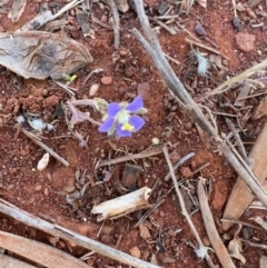 Erodium carolinianum  at suppressed - suppressed