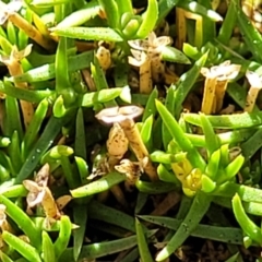 Scleranthus biflorus (Twin-flower Knawel) at Coornartha Nature Reserve - 7 Sep 2023 by trevorpreston