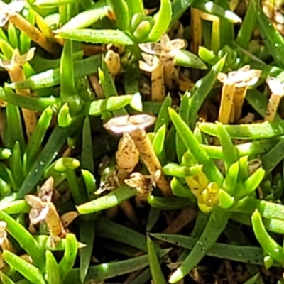 Scleranthus biflorus (Twin-flower Knawel) at Coornartha Nature Reserve - 7 Sep 2023 by trevorpreston