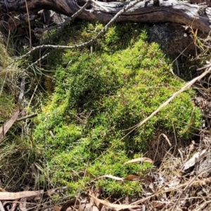 Scleranthus biflorus at Glen Fergus, NSW - 7 Sep 2023