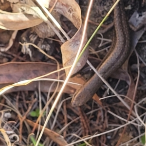 Lampropholis guichenoti at Glen Fergus, NSW - 7 Sep 2023