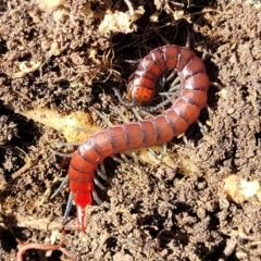 Cormocephalus aurantiipes (Orange-legged Centipede) at Glen Fergus, NSW - 7 Sep 2023 by trevorpreston