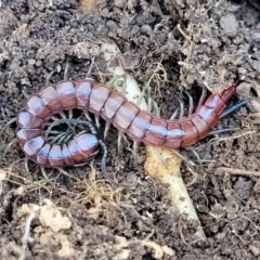 Cormocephalus aurantiipes at Glen Fergus, NSW - 7 Sep 2023