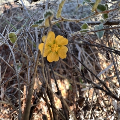 Sida petrophila (Rock Sida) at Gundabooka National Park - 28 Aug 2023 by SimoneC