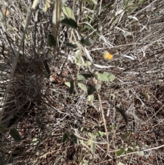 Sida petrophila at Gunderbooka, NSW - 28 Aug 2023 10:20 AM