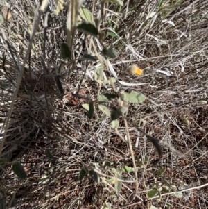 Sida petrophila at Gunderbooka, NSW - 28 Aug 2023 10:20 AM