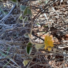 Sida petrophila at Gunderbooka, NSW - 28 Aug 2023