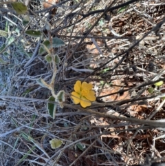 Sida petrophila at Gunderbooka, NSW - 28 Aug 2023