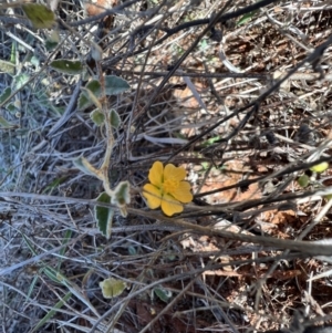 Sida petrophila at Gunderbooka, NSW - 28 Aug 2023