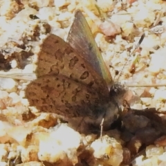 Paralucia spinifera (Bathurst or Purple Copper Butterfly) at Rendezvous Creek, ACT - 7 Sep 2023 by JohnBundock