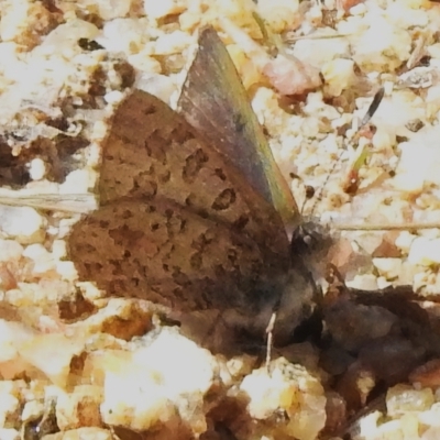 Paralucia crosbyi (Violet Copper Butterfly) at Rendezvous Creek, ACT - 7 Sep 2023 by JohnBundock